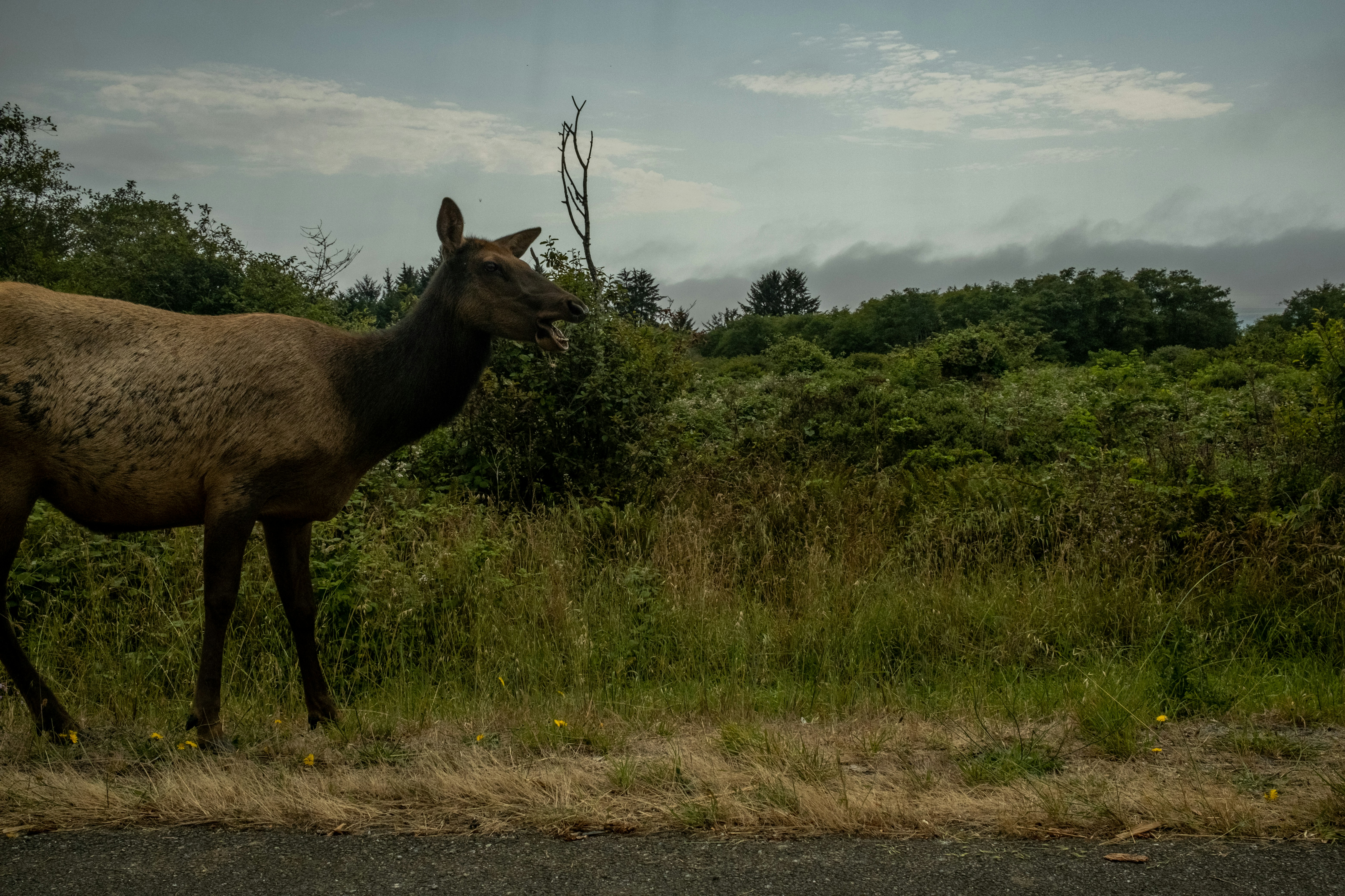 un cammello in piedi in un campo