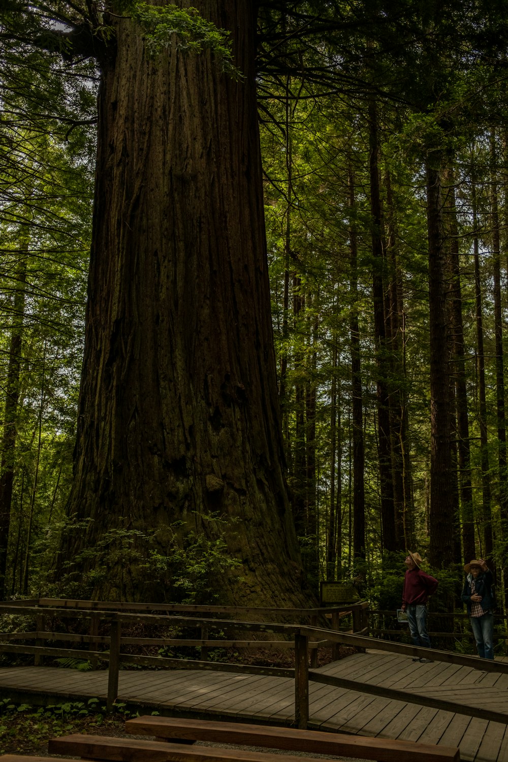 a group of people standing next to a large tree