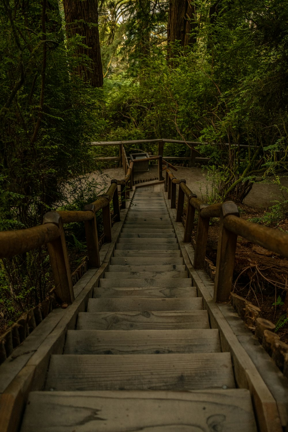 a wooden staircase in a forest