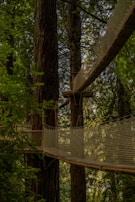 a tree with a wooden structure in the middle of a forest