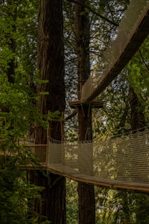 a tree with a wooden structure in the middle of a forest