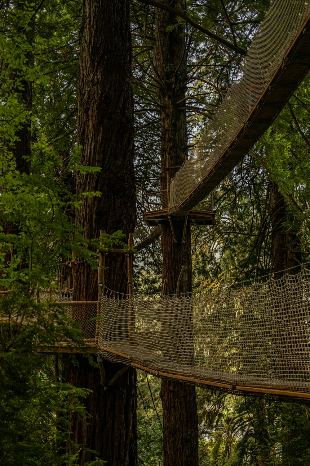 a tree with a wooden structure in the middle of a forest