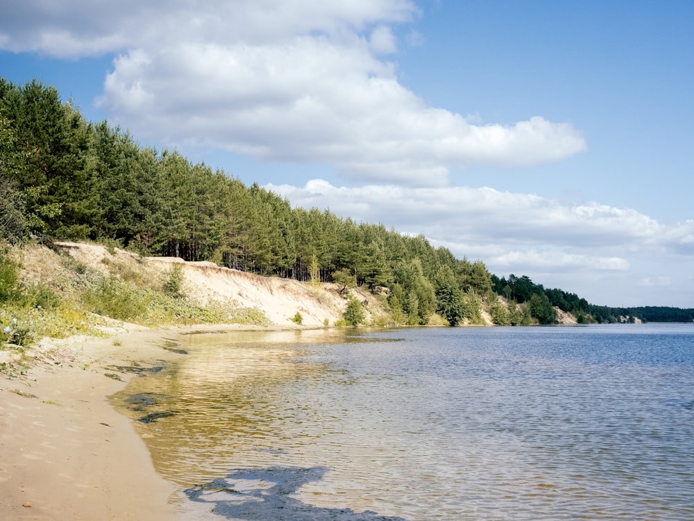 a beach with trees and a body of water