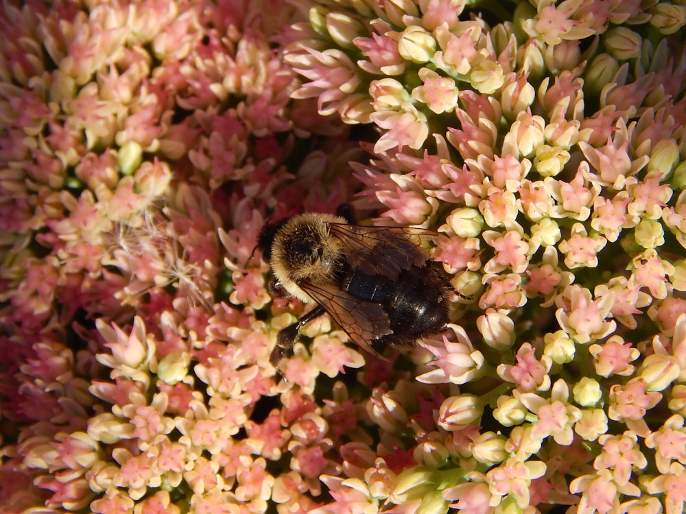 a bee on a flower