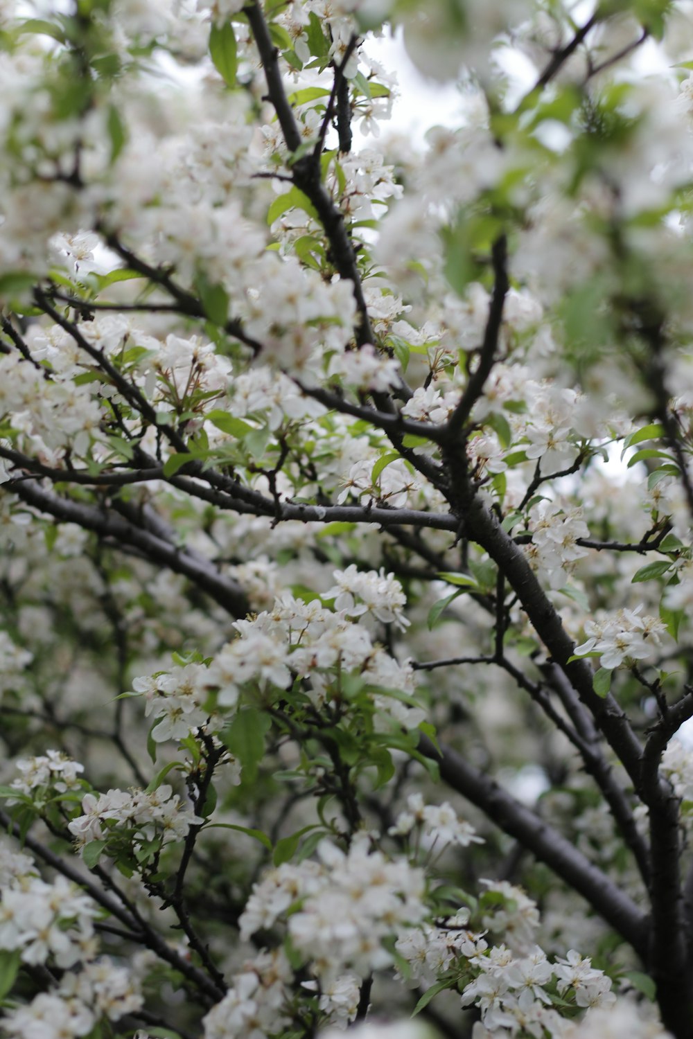 a tree with white flowers