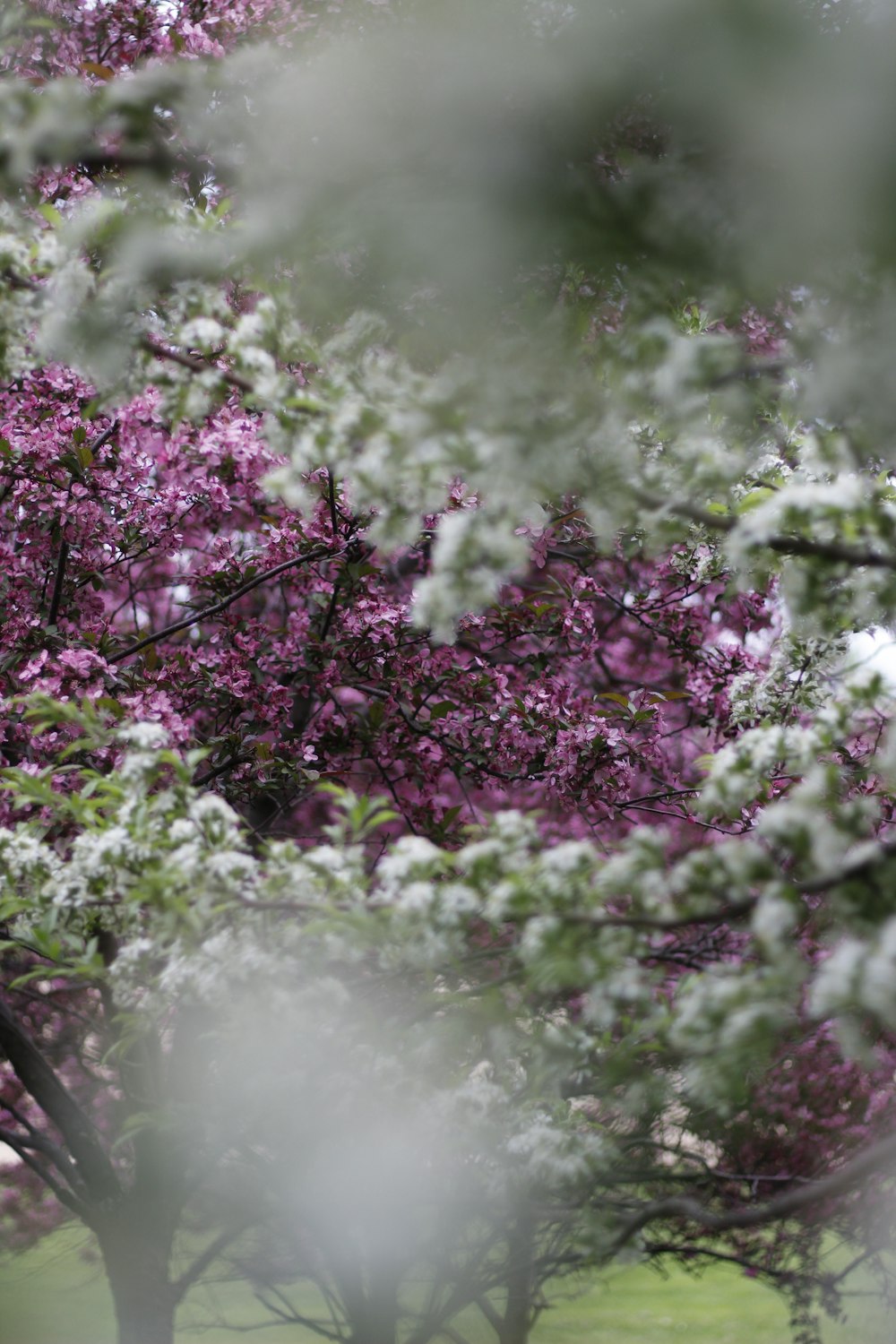 a tree with purple flowers