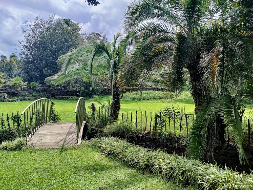 a path through a tropical area