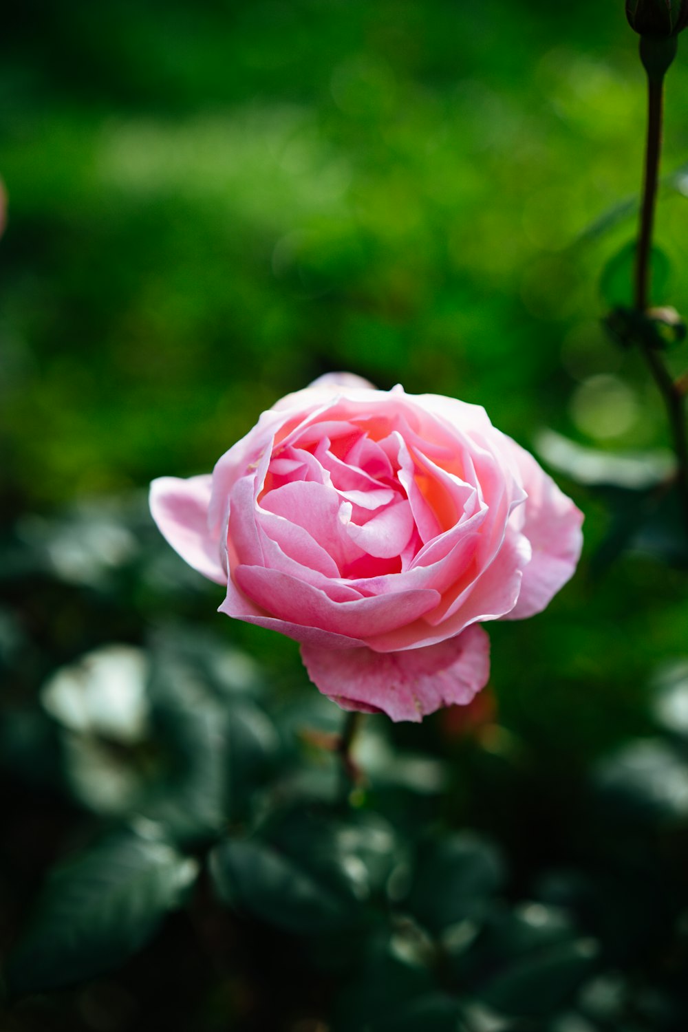 a pink rose with green leaves