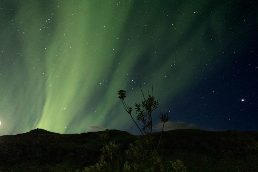 a tree on a hill with a starry sky above