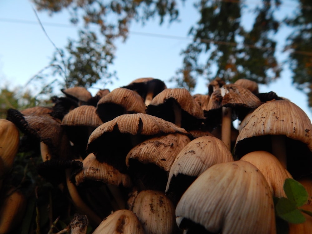 a group of mushrooms