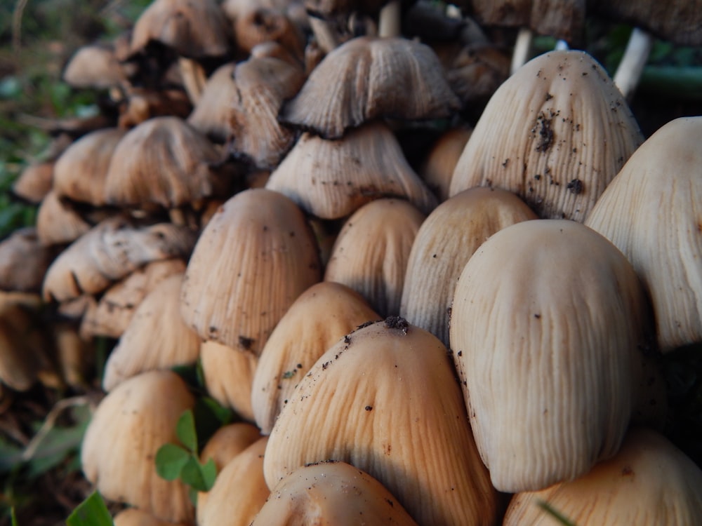 a pile of mushrooms