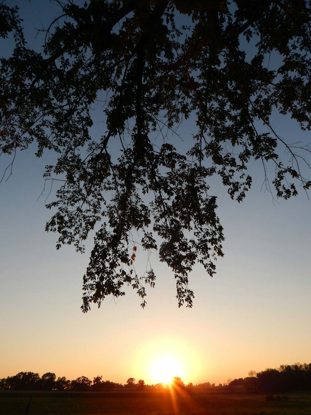 a tree with the sun behind it