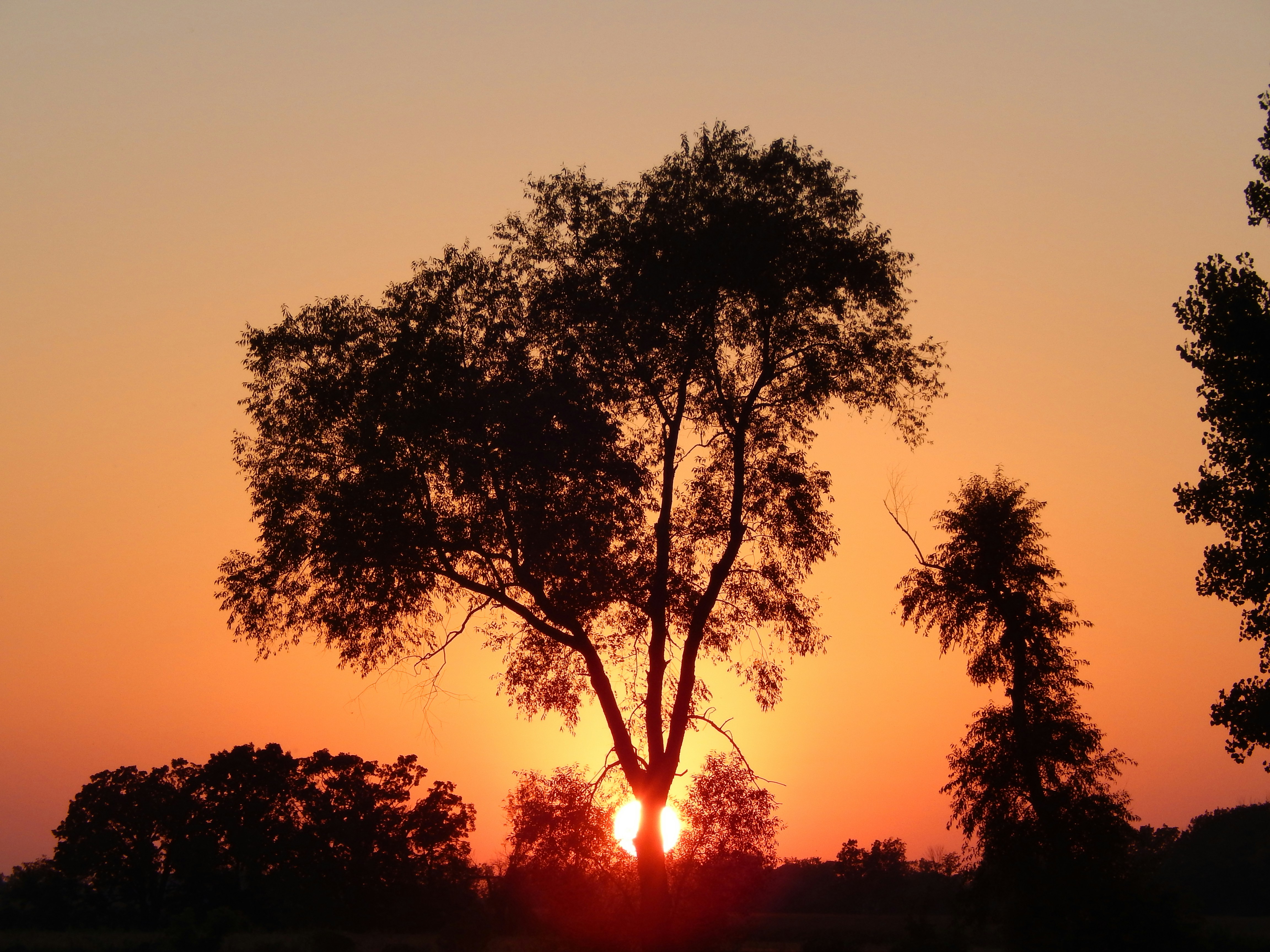 a tree with the sun behind it