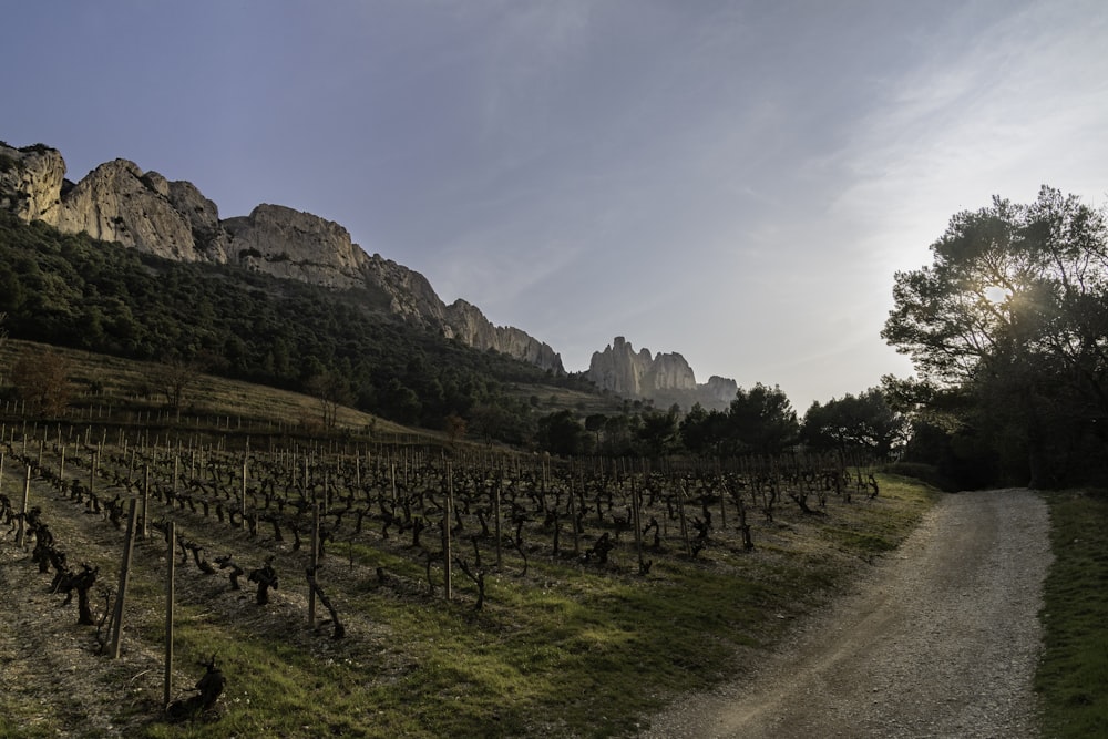 a fenced off field with a dirt road and trees and mountains in the background