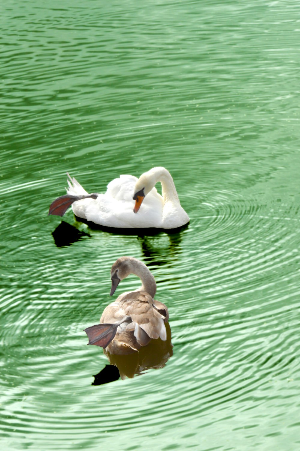 a couple of swans swimming in a lake