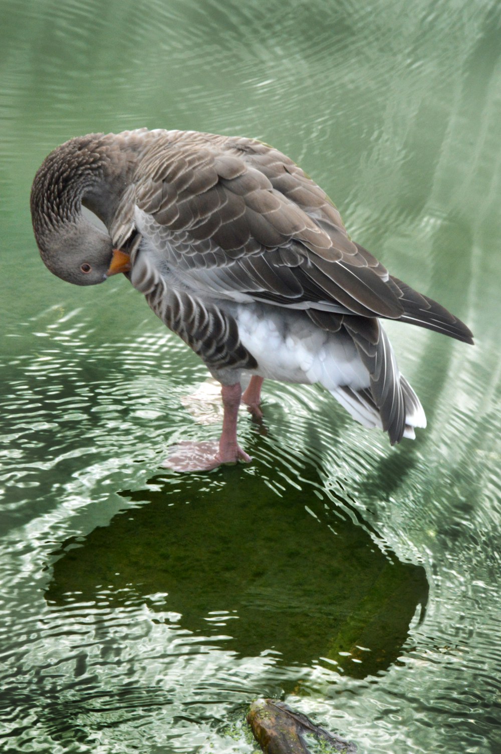 a bird standing on a log in water