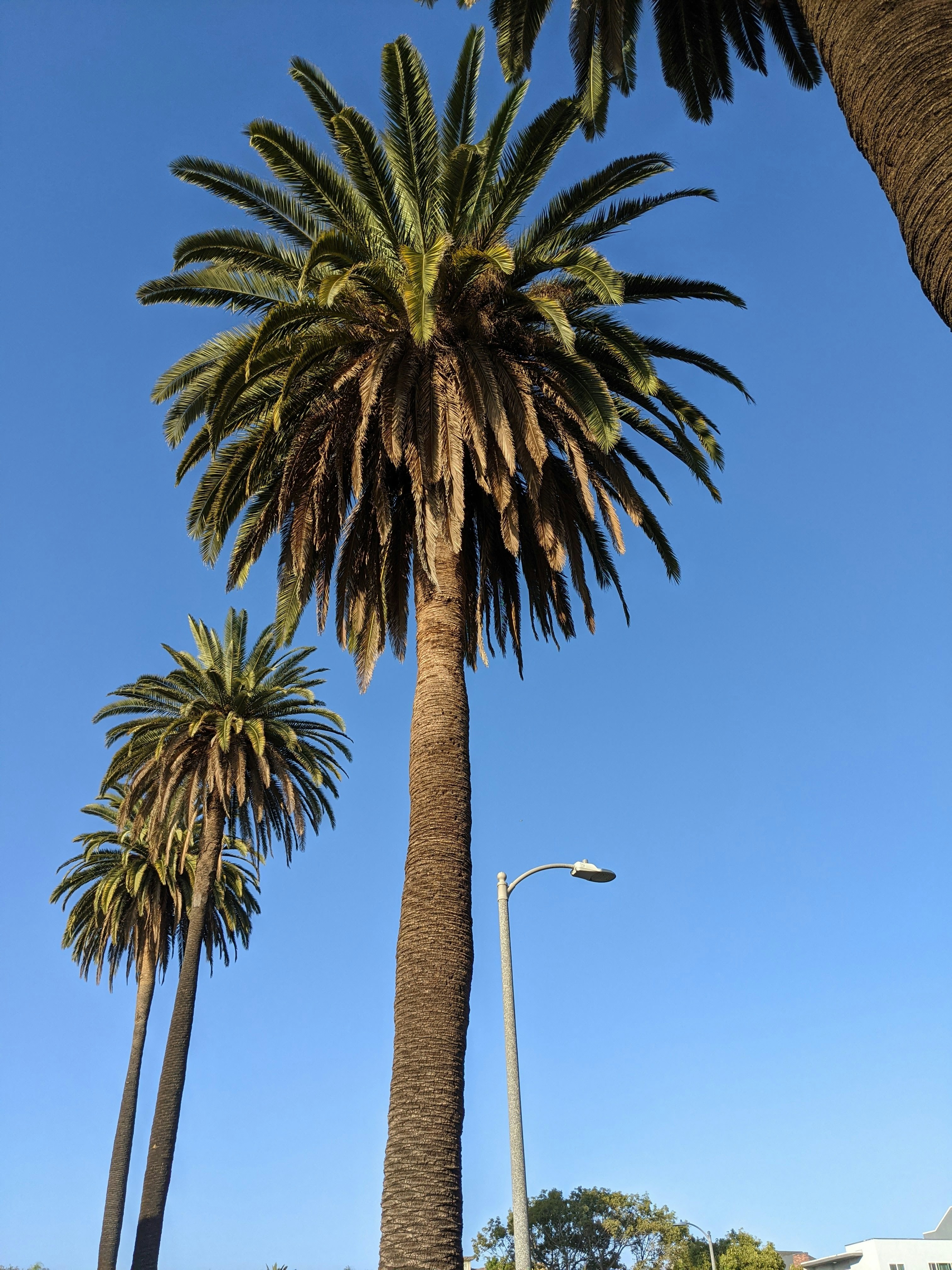 Choose from a curated selection of palm tree photos. Always free on Unsplash.