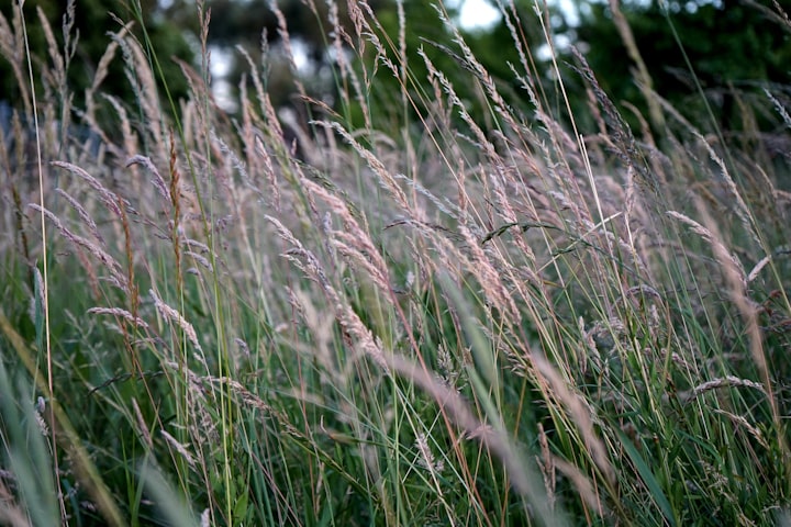 Weed taking over your garden and devouring it? Let’s deal with it
