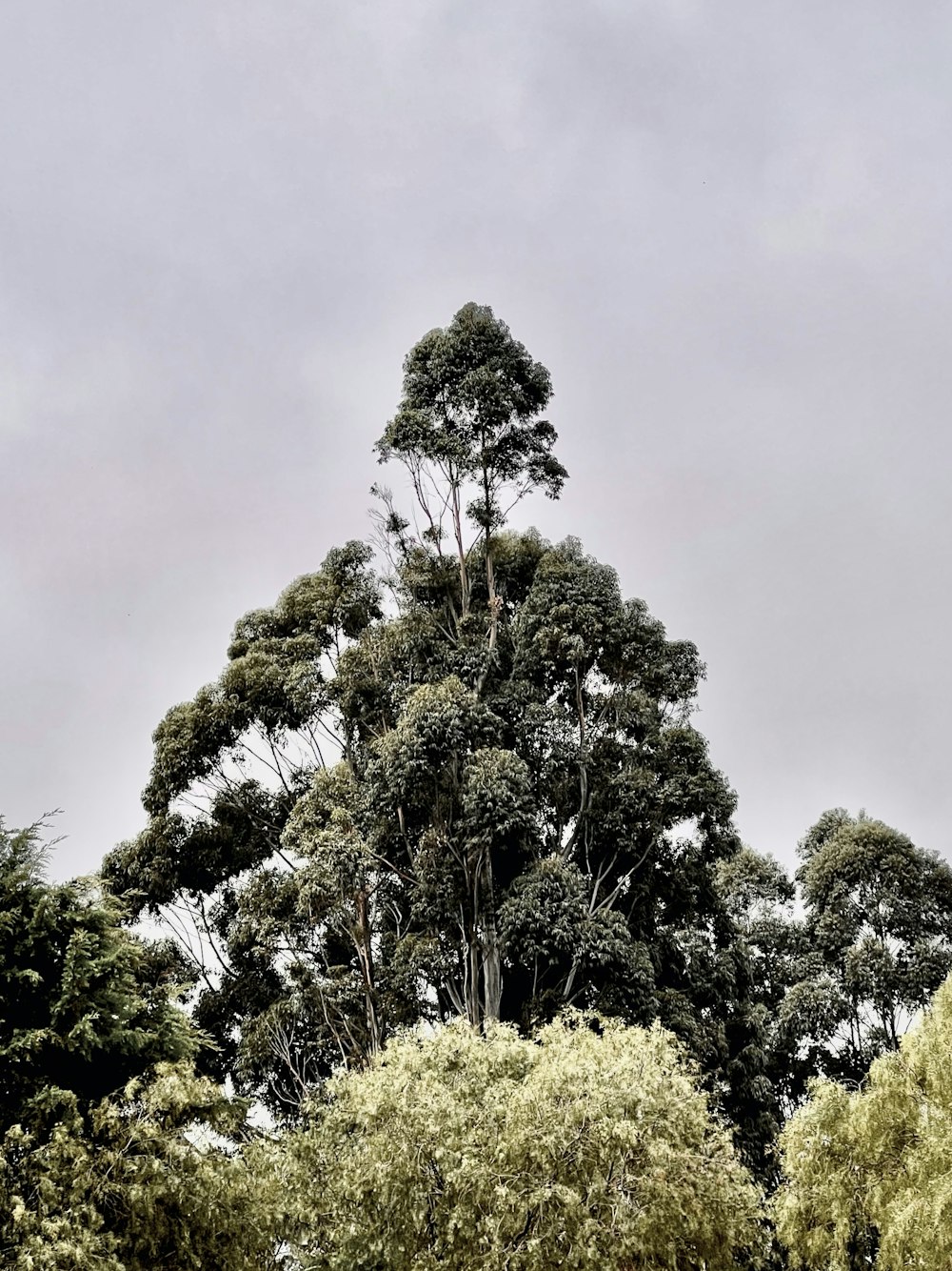 a group of trees