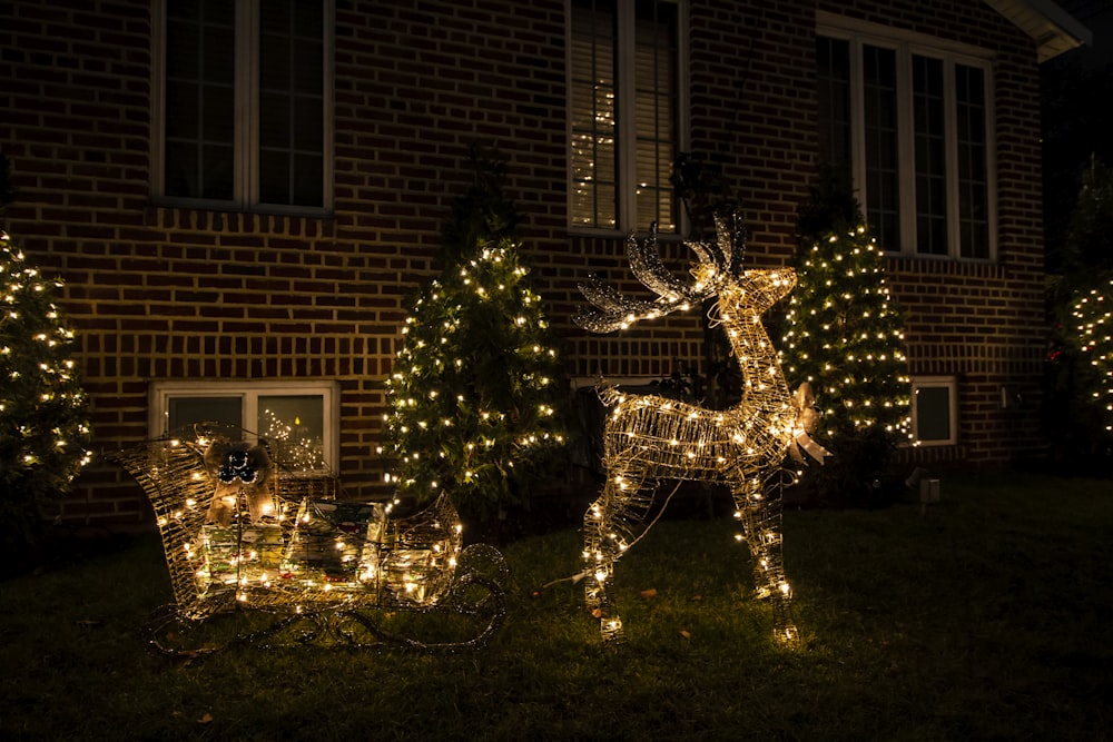 a group of trees with lights