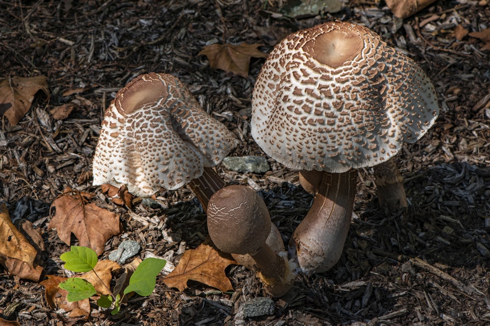 a couple of mushrooms