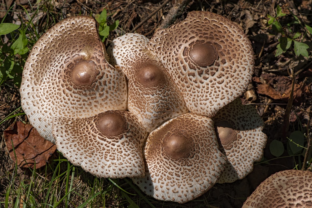 a close up of mushrooms