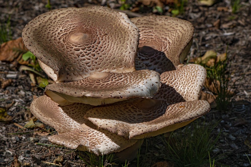 a group of mushrooms