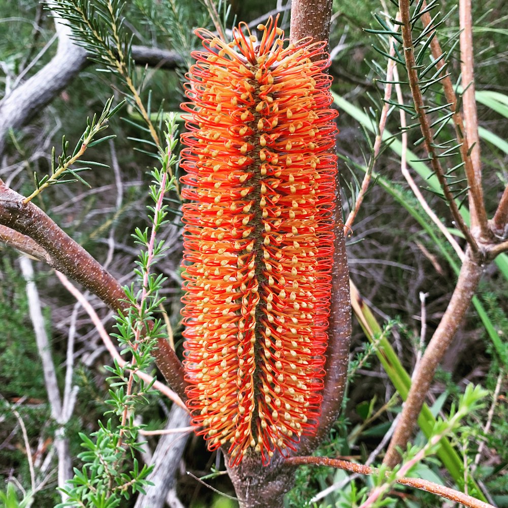 a plant with a red flower