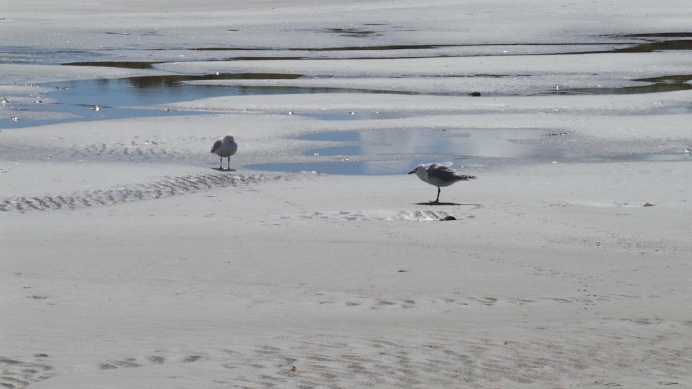 birds walking on the beach