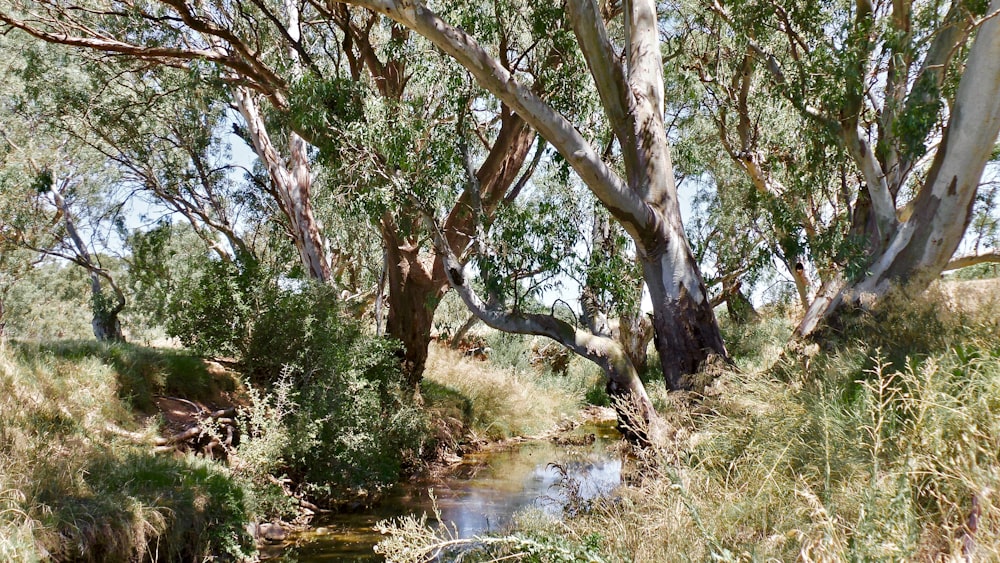 a creek in a forest