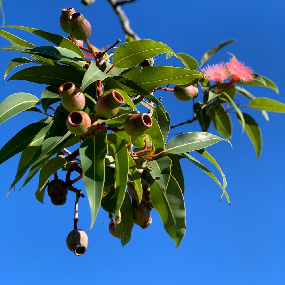 a tree with flowers