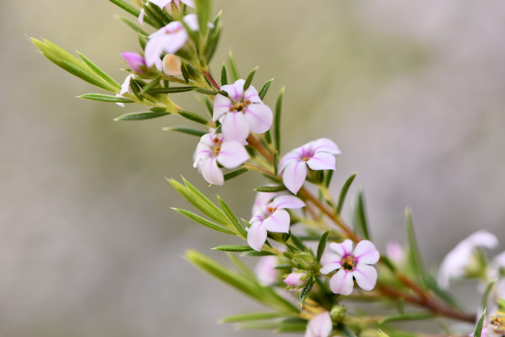 a close up of a flower