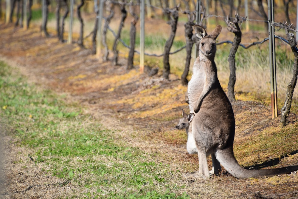 a kangaroo sitting on a dirt path