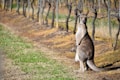 A kangaroo is standing in a vineyard next to rows of leafless vines. A joey peeks out from its pouch, surrounded by grassy and earthy ground.