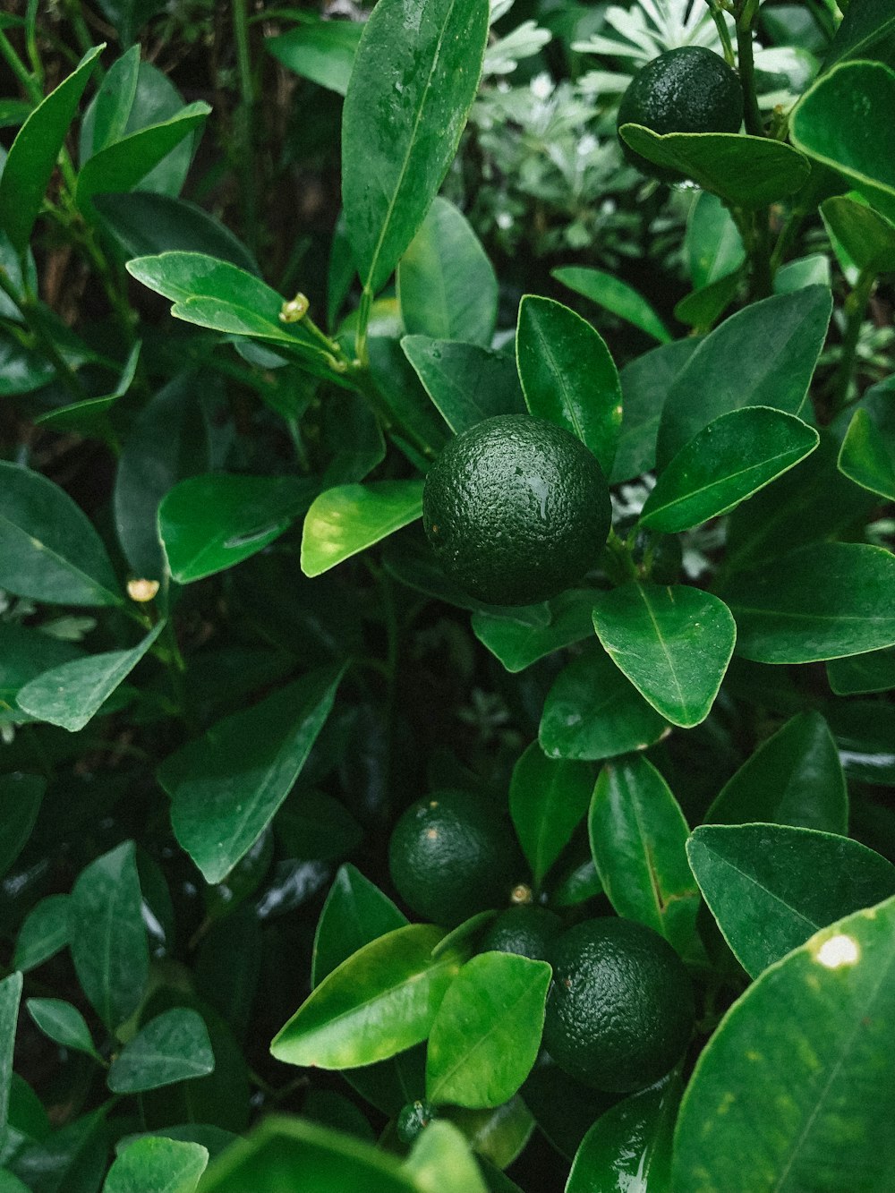 a group of green fruits on a tree