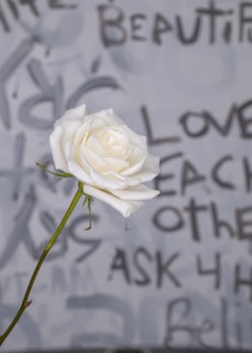 A single white rose with a green stem is prominently displayed in the foreground. The background features graffiti-style writing with words such as 'beautiful,' 'love,' 'each other,' and 'ask 4 help,' giving a sense of urban art.