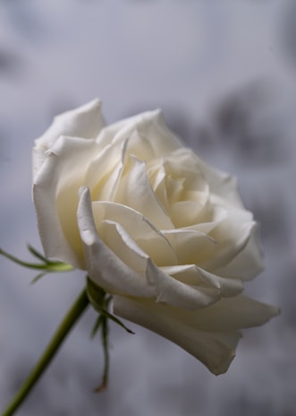 A delicate oil painting capturing a close-up of a single rose with soft, layered brushstrokes.