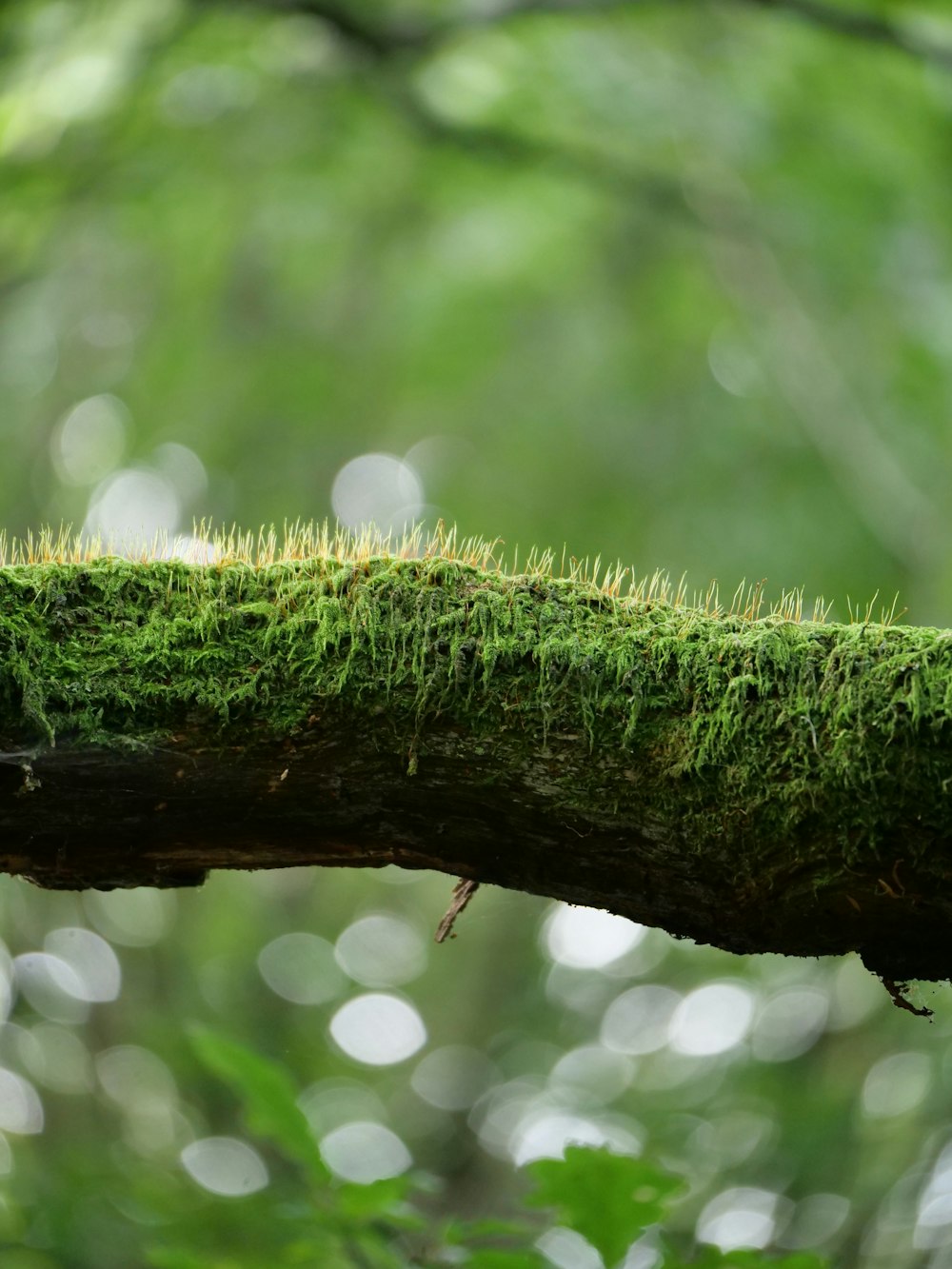a close up of a mossy tree branch