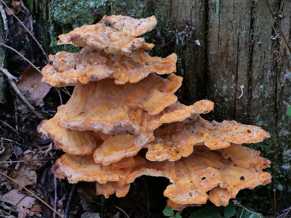 a tree with many mushrooms growing on it