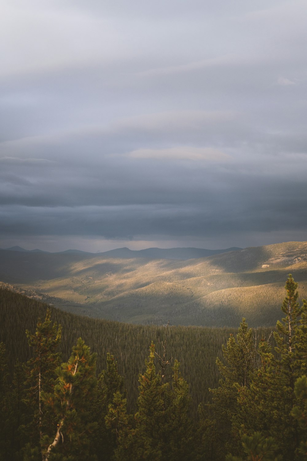 a landscape with trees and mountains in the back