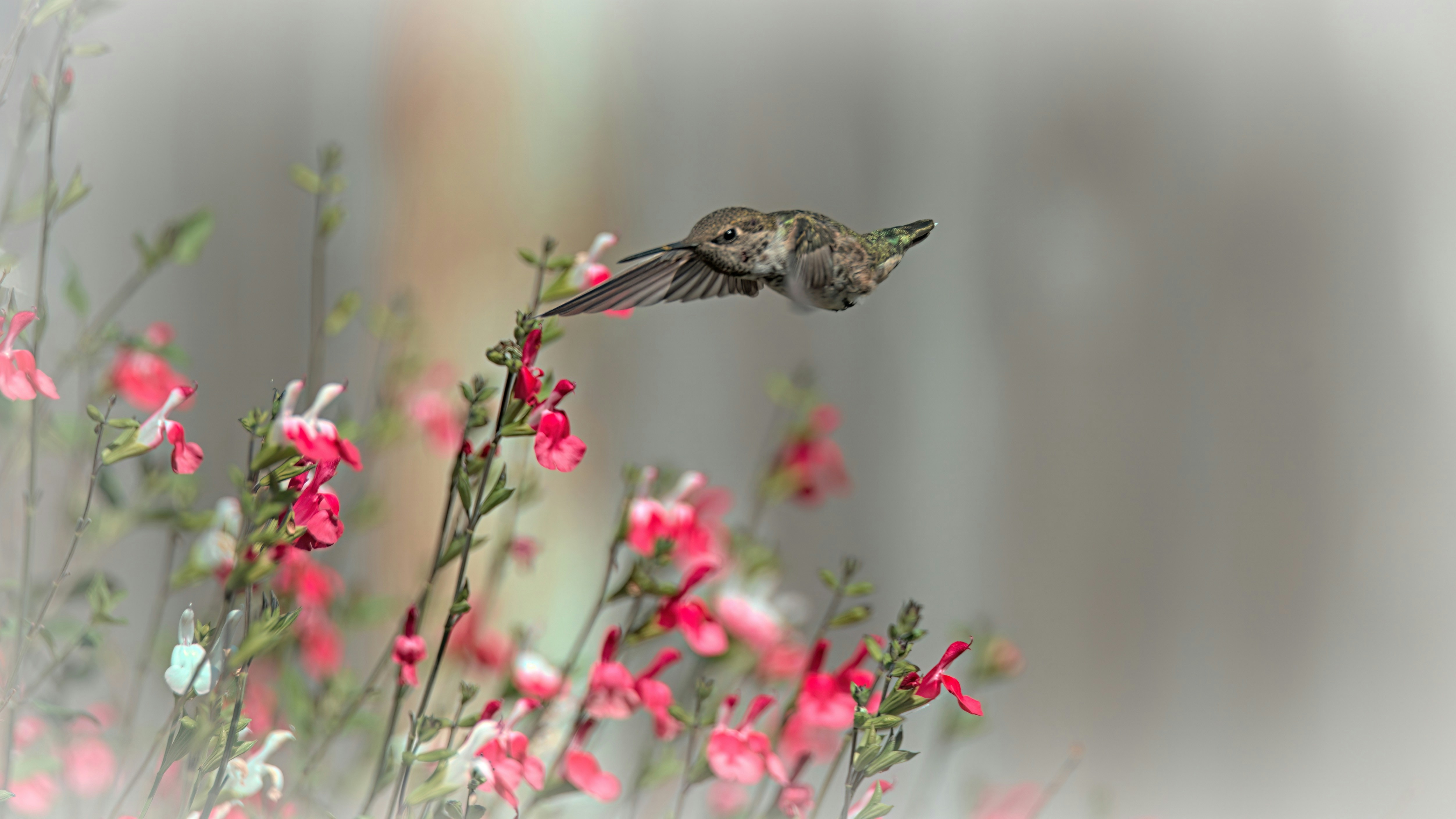 a bird flying over pink flowers