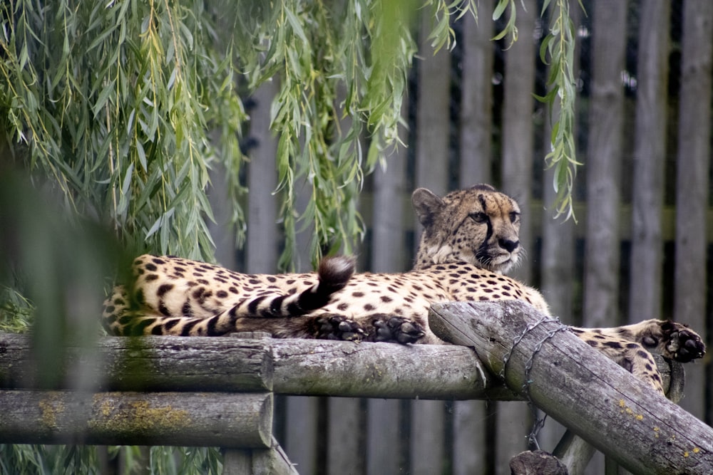 a leopard lying on a log