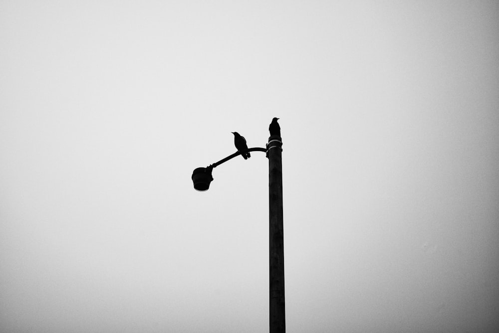 two birds on a pole