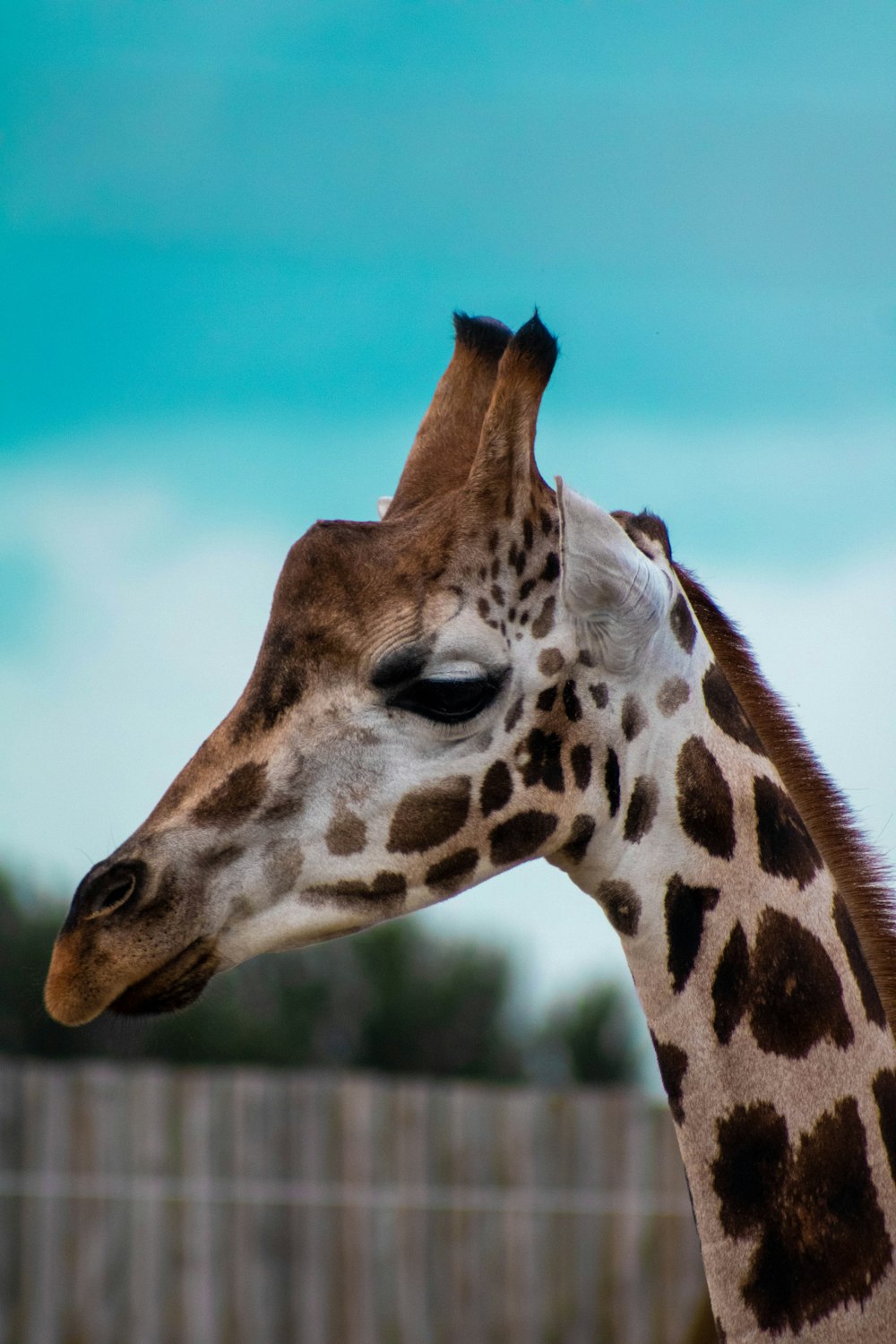 a giraffe stands in front of a wooden fence