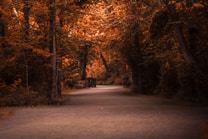A serene forest path is surrounded by tall trees covered in leaves turning shades of orange and brown, typical of autumn. The pathway is wide and clear, leading into the dense forest, creating a sense of depth and tranquility. Soft lighting adds warmth to the scene, enhancing the autumnal atmosphere.