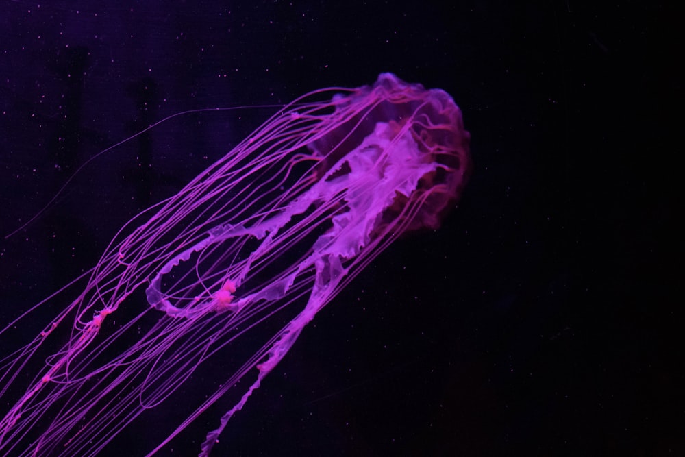 a jellyfish in the dark