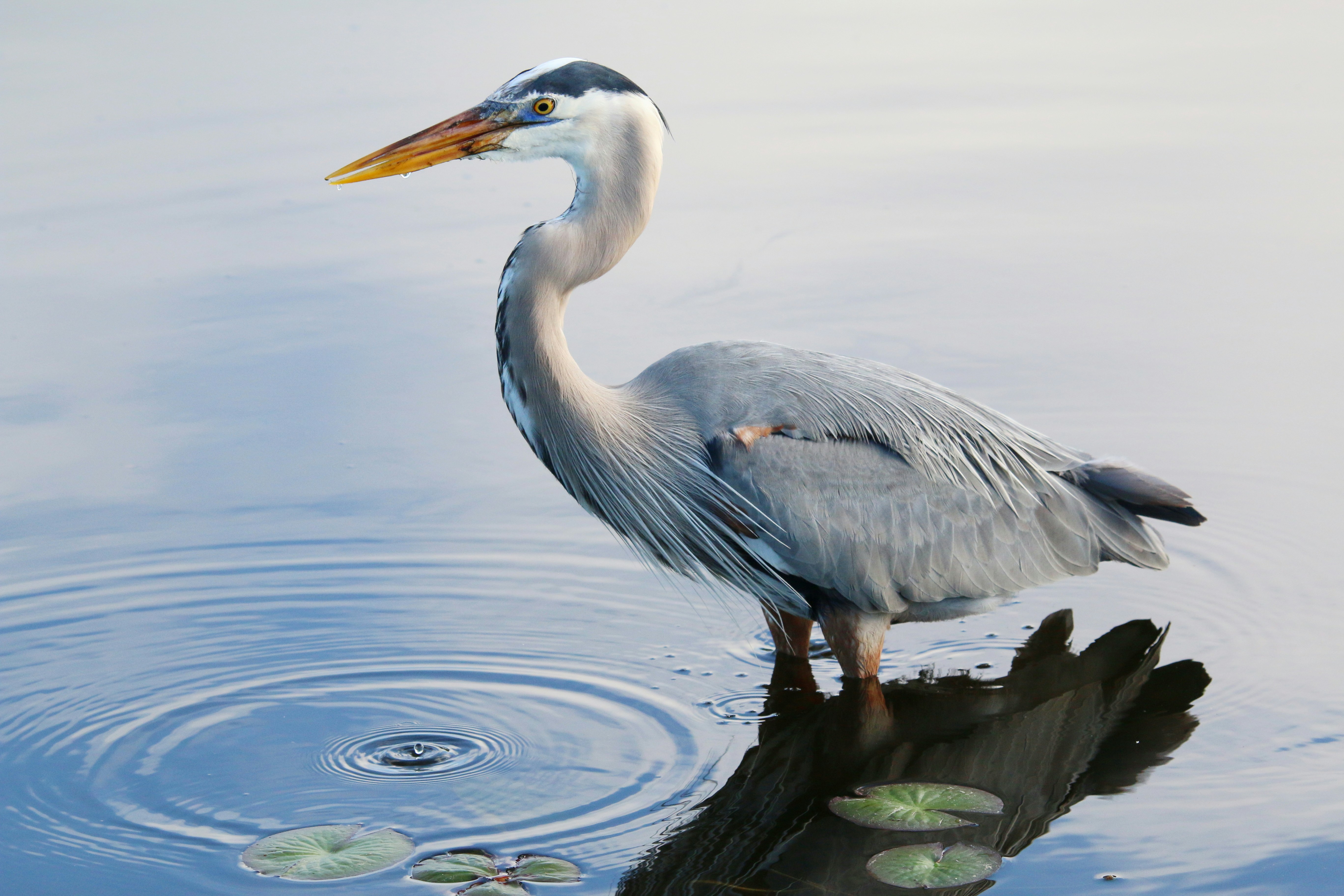 Photo by goldenplover31