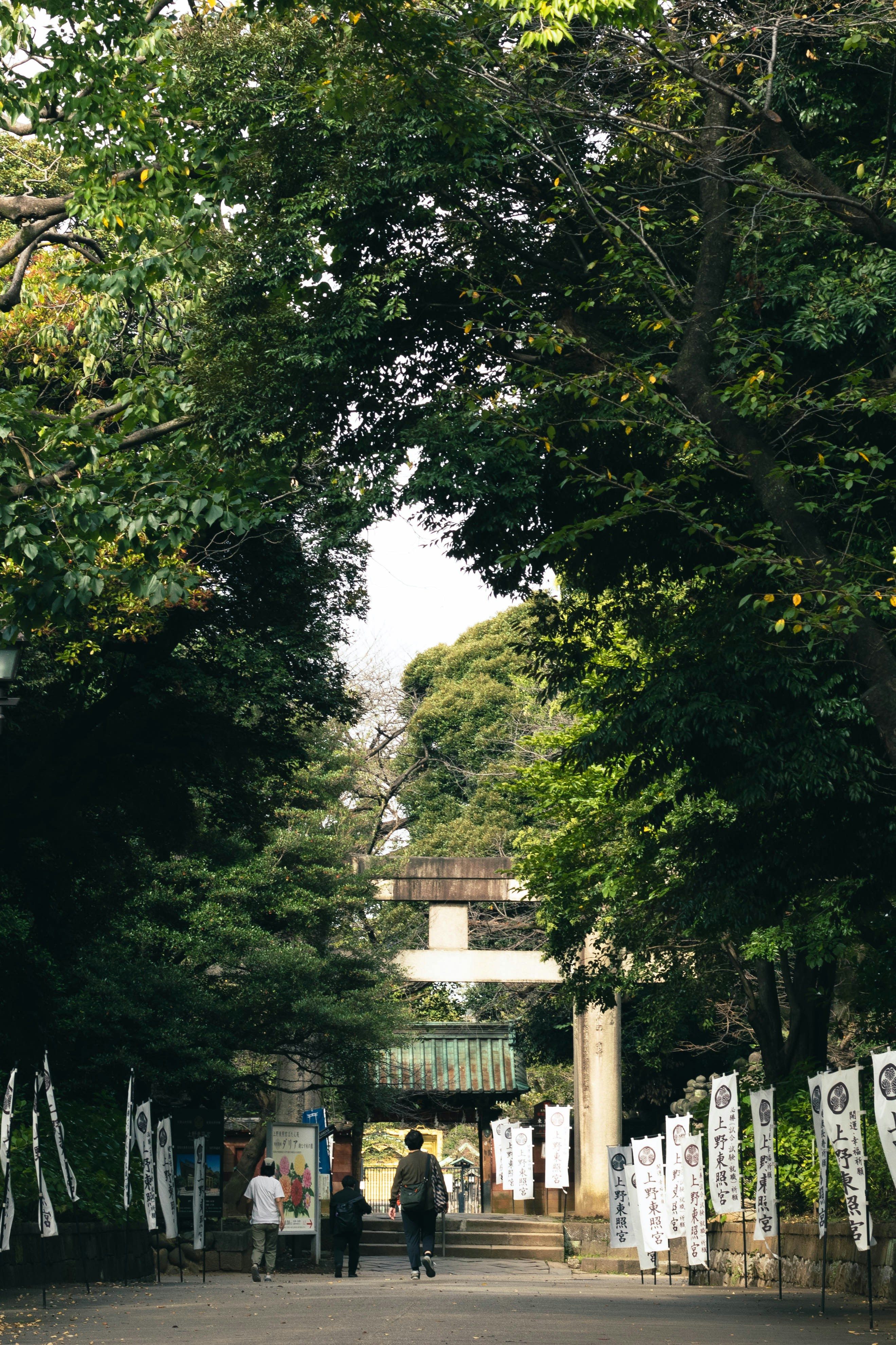 a group of people walking on a path with trees on either side