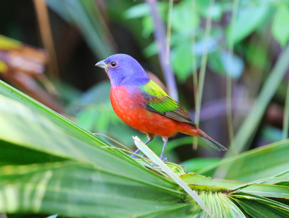 Un pájaro colorido posado en una hoja