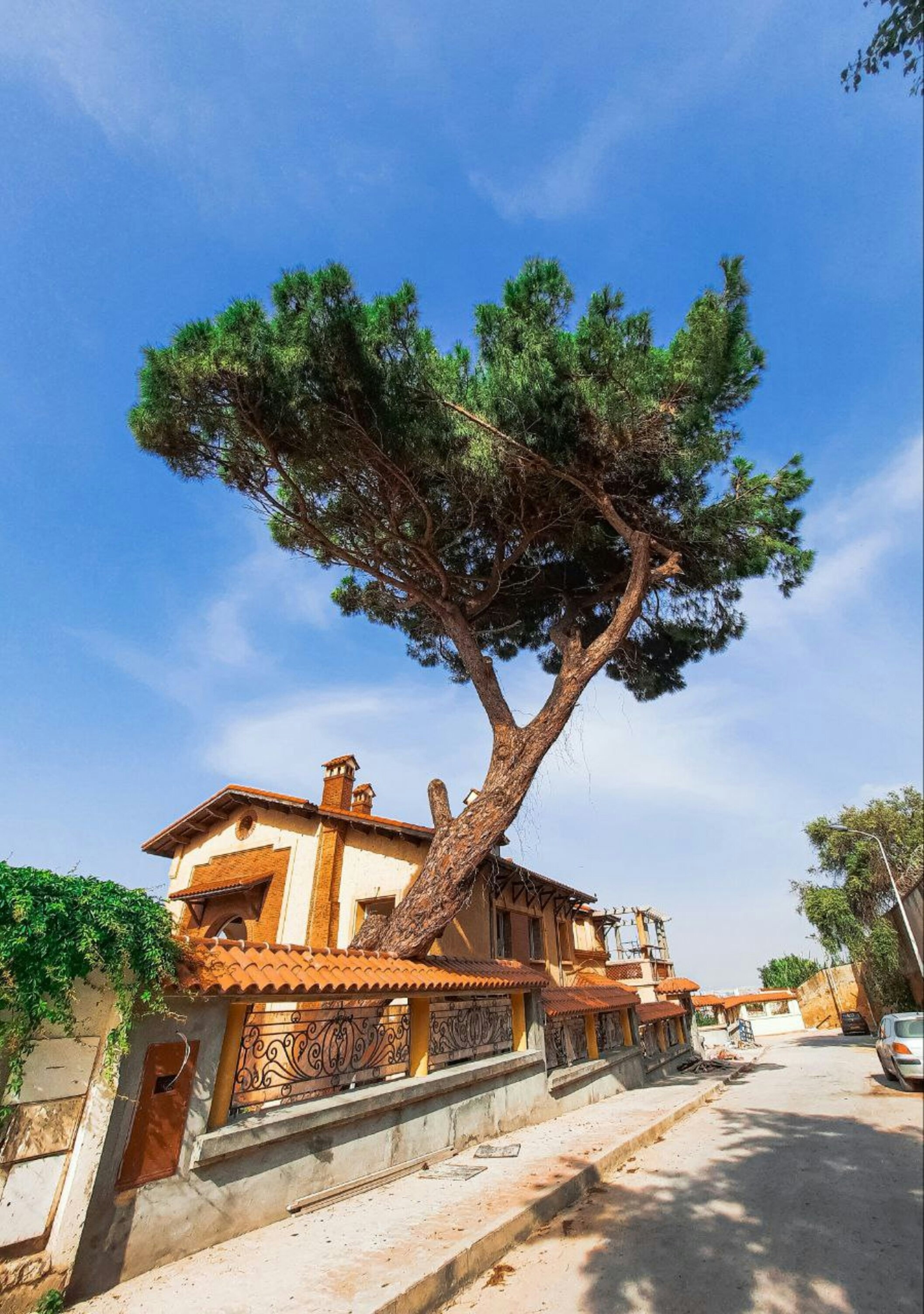 A tree next to a building photo – Free Algiers Image on Unsplash